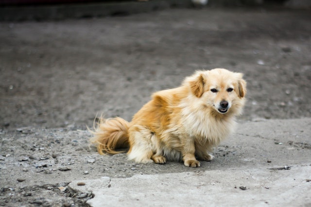 kokoni hond